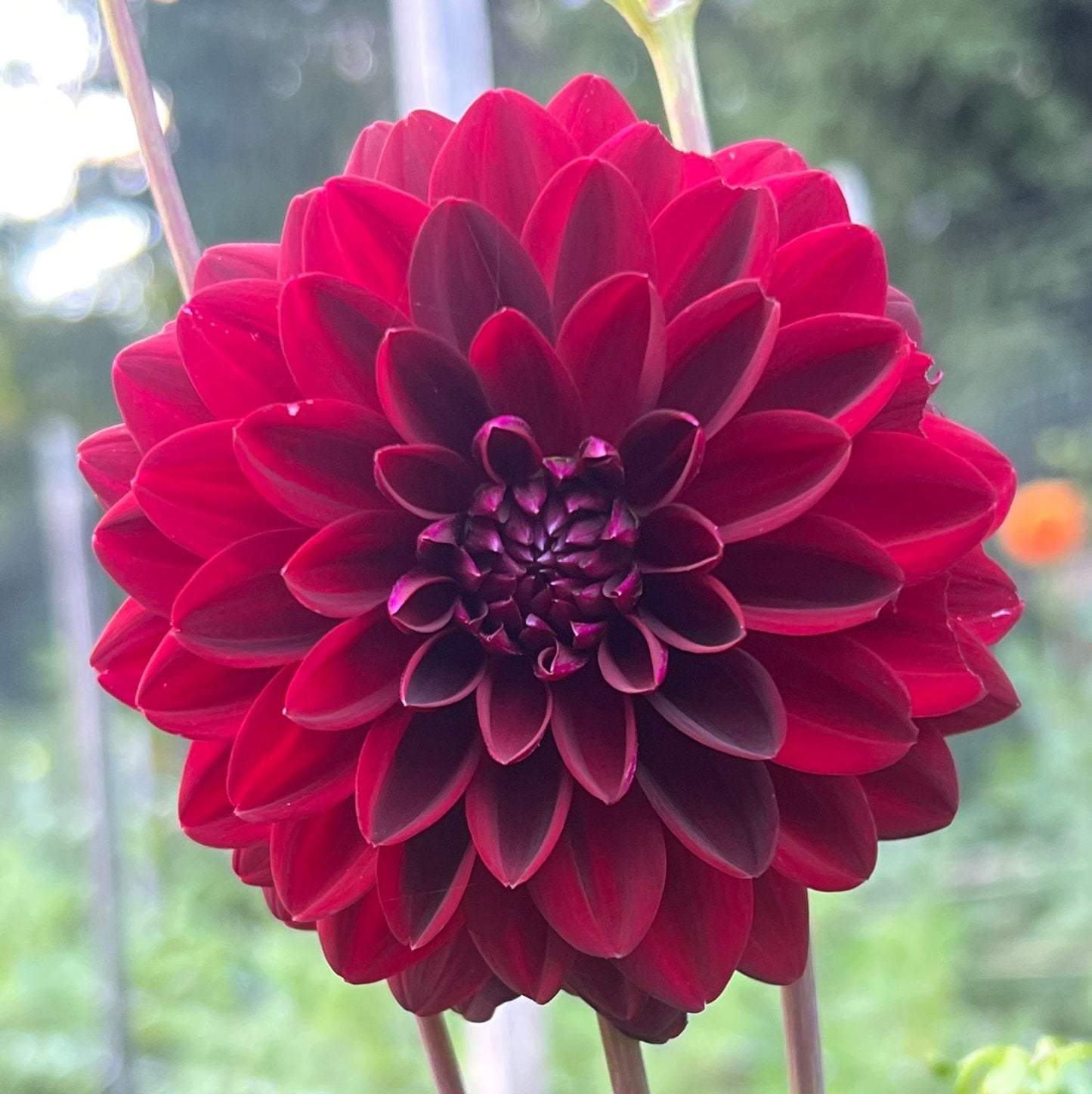 Dahlia 'Arabian Night'