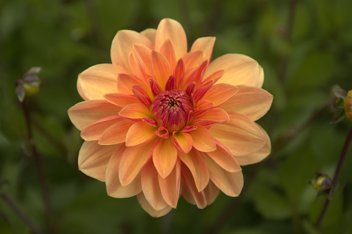 Dahlia 'Arancia'