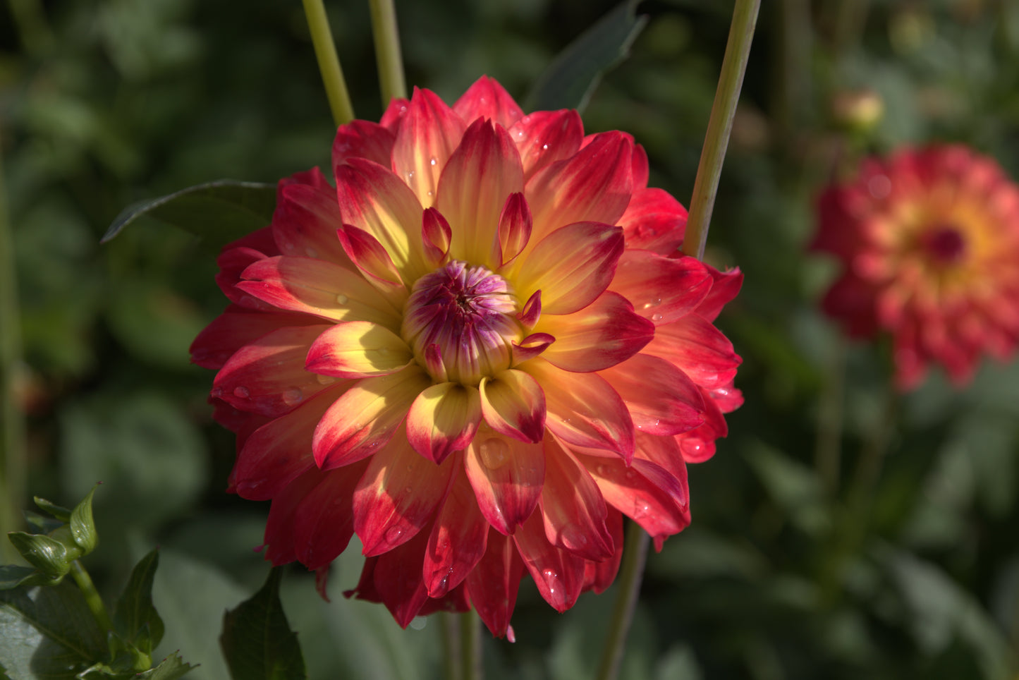Dahlia 'Bowey"