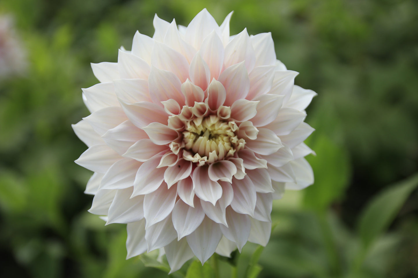 Dahlia 'Cafe au Lait'