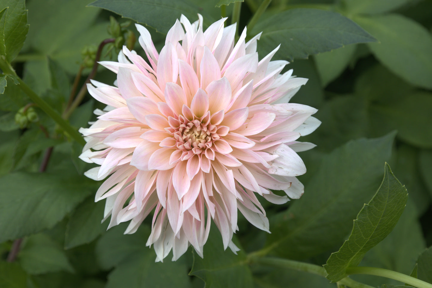 Dahlia 'Cafe au Lait mini'