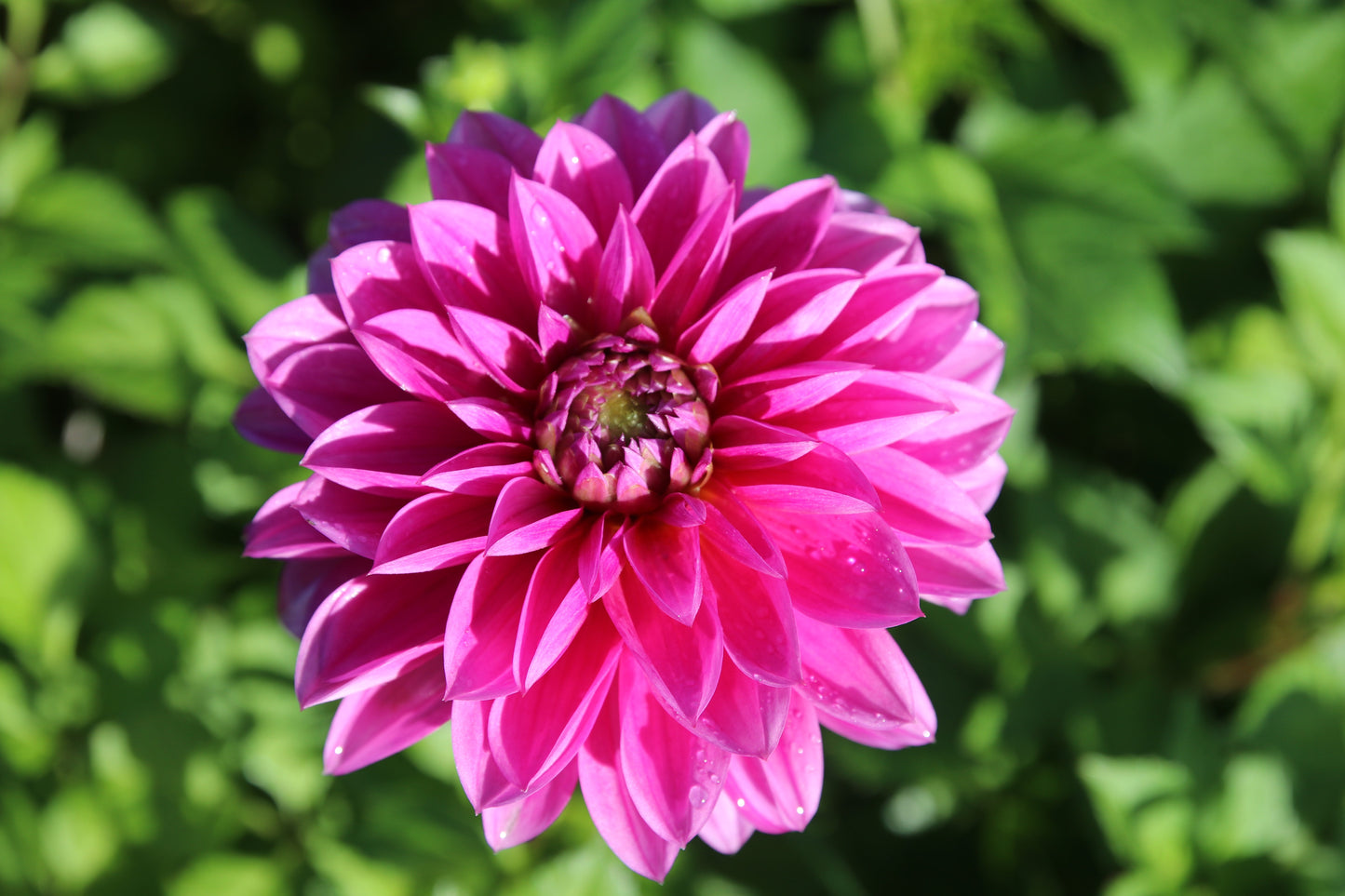 Dahlia 'Cartouche'