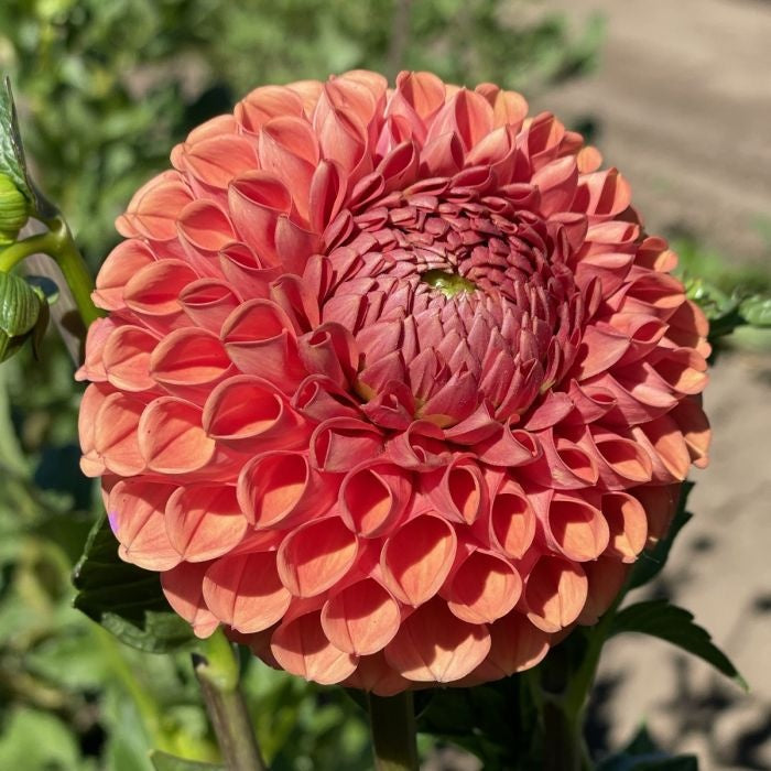 Dahlia 'Cornel Brons'