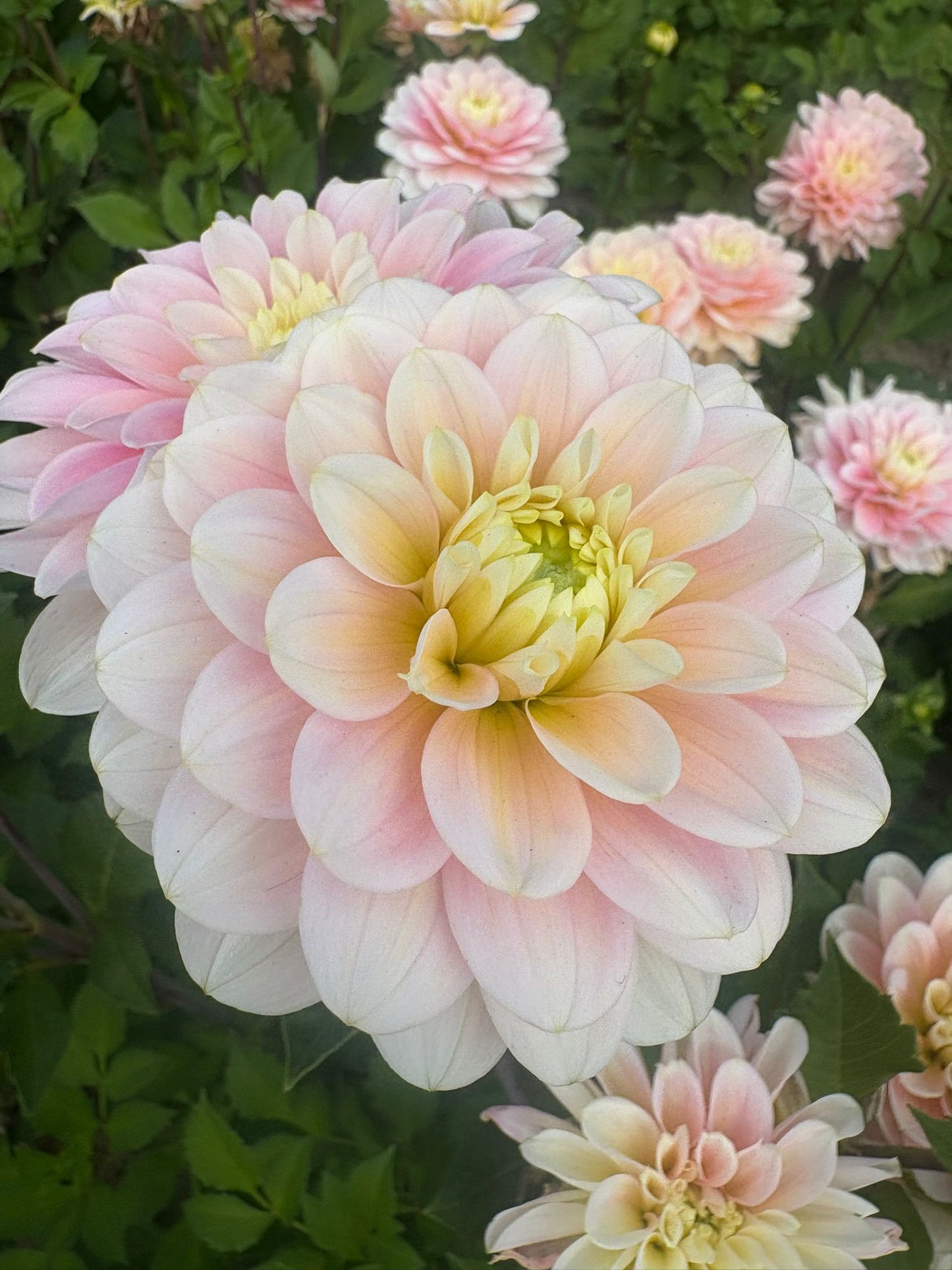 Dahlia 'Dolce Anna'