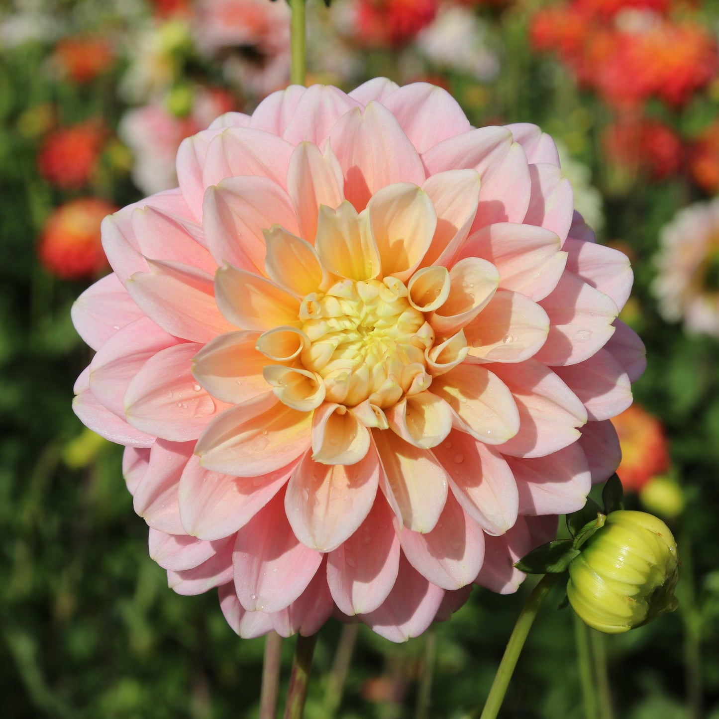 Dahlia 'Giovanna'