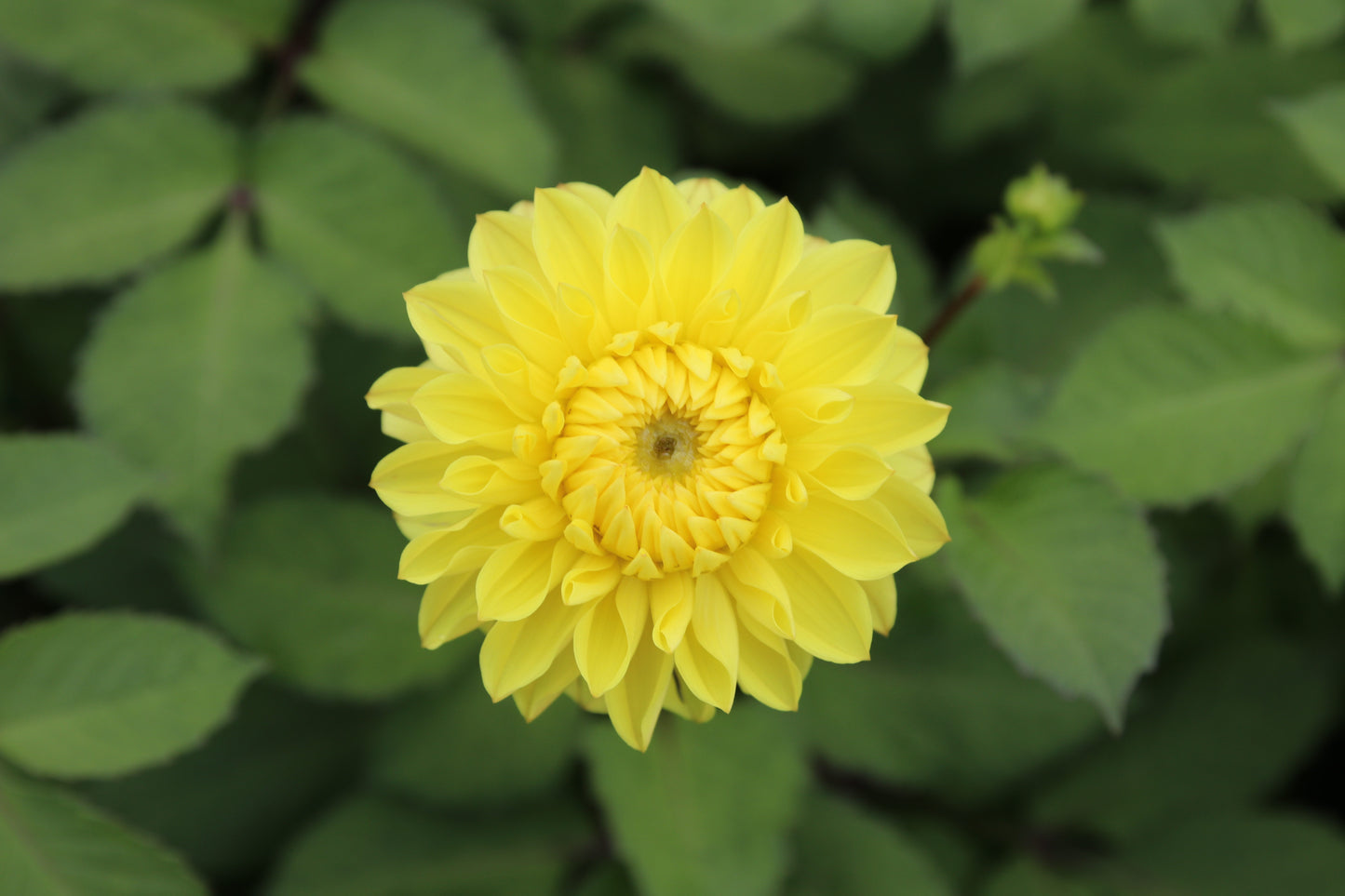 Dahlia 'Golden Scepter'