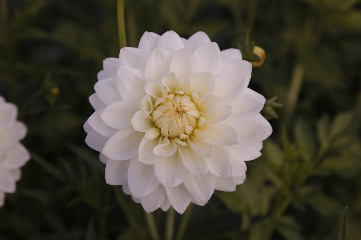 Dahlia 'Grand Phayenne'