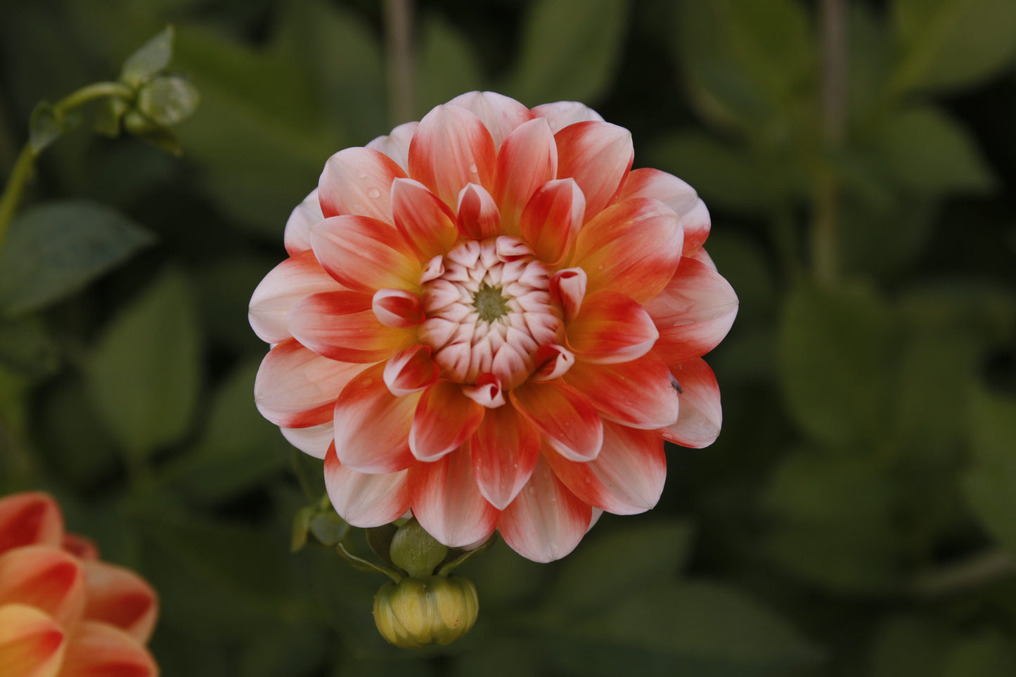 Dahlia 'Hapet Harmony'