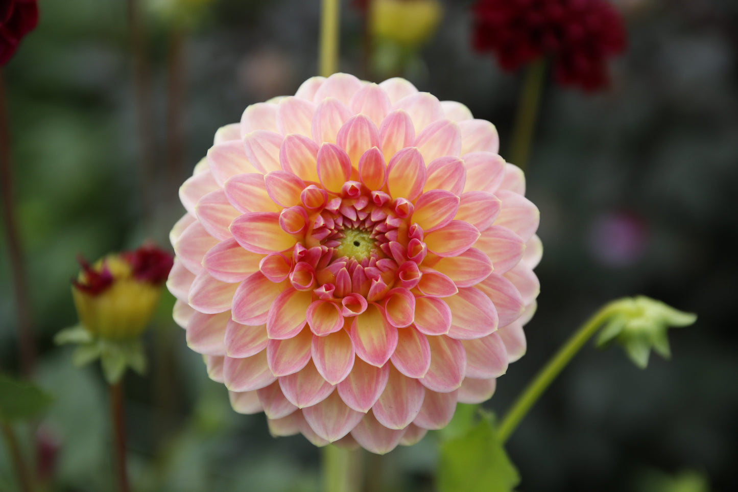 Dahlia 'Hillcrest Suffusion'