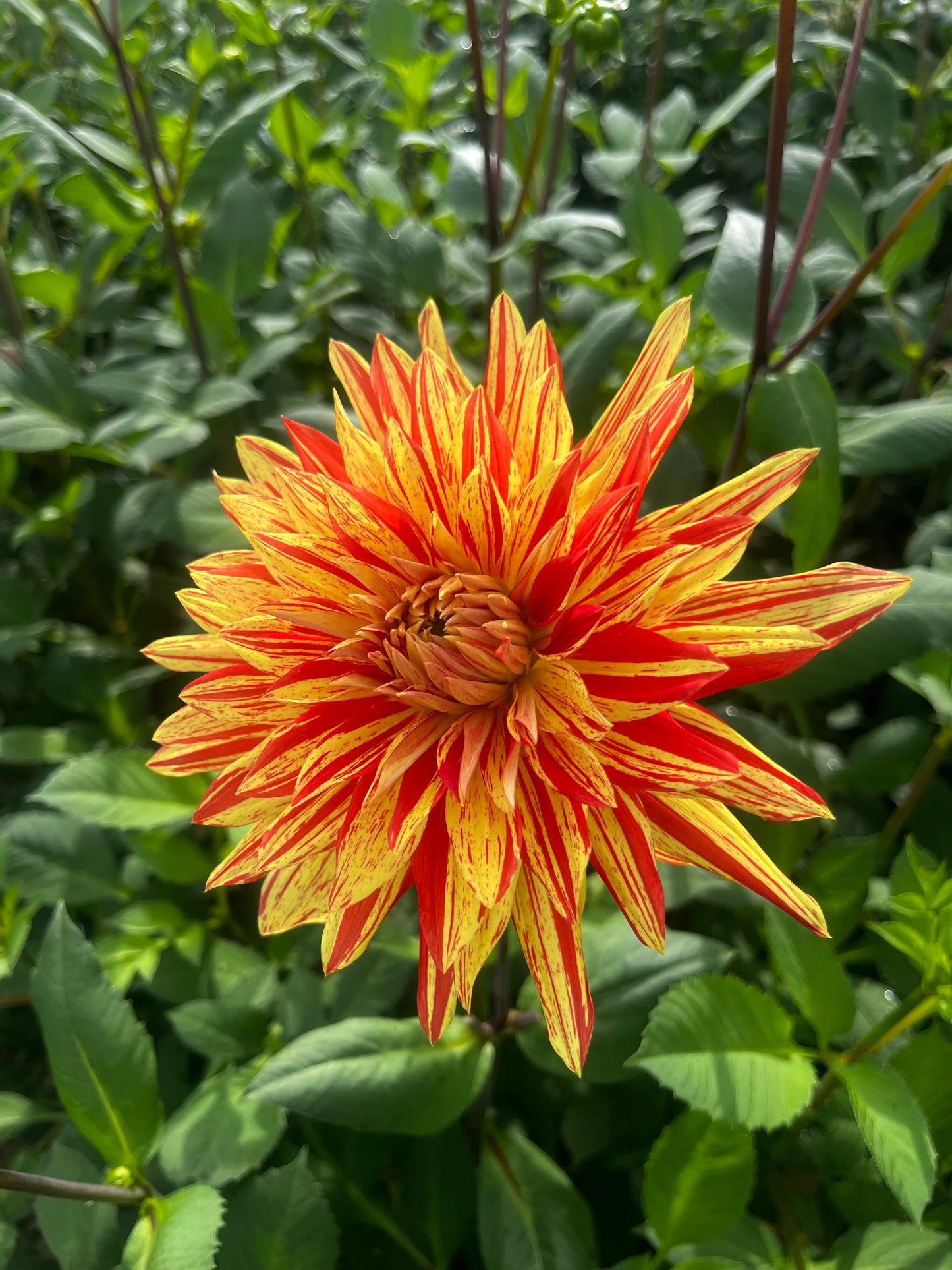 Dahlia 'Japlou'