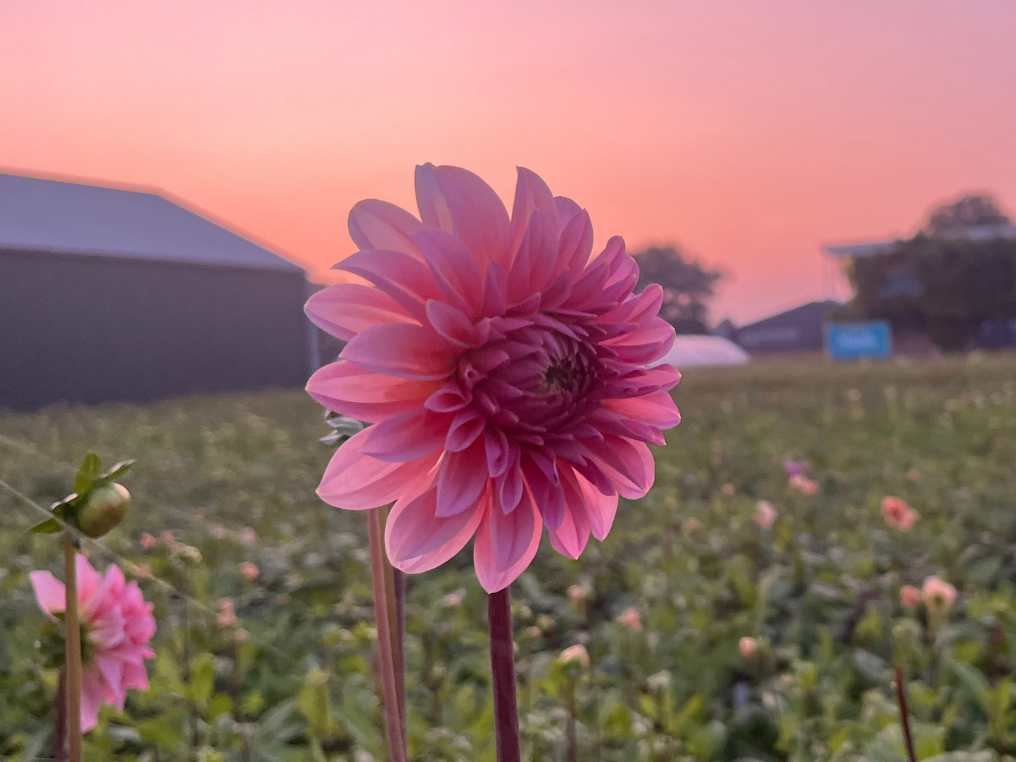 Dahlia 'Beauty Queen'