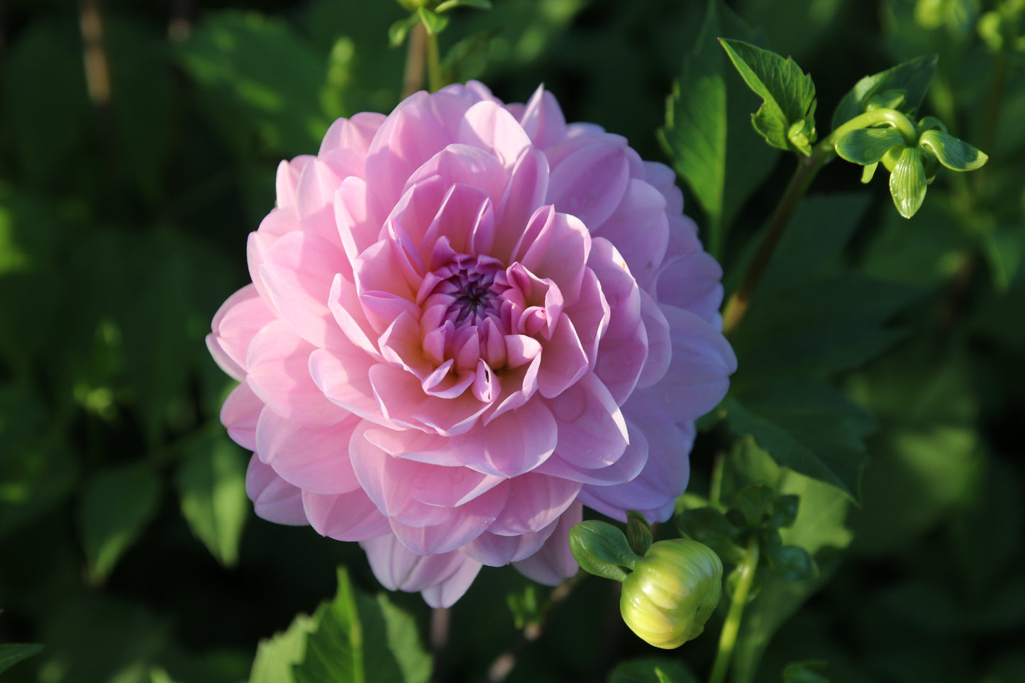 Dahlia 'Light Toledo'