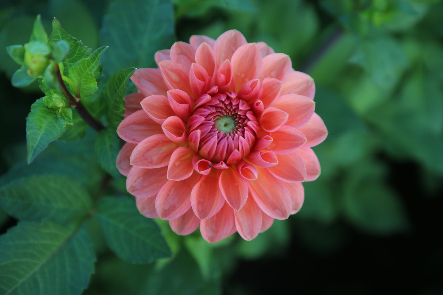 Dahlia 'Moderato'