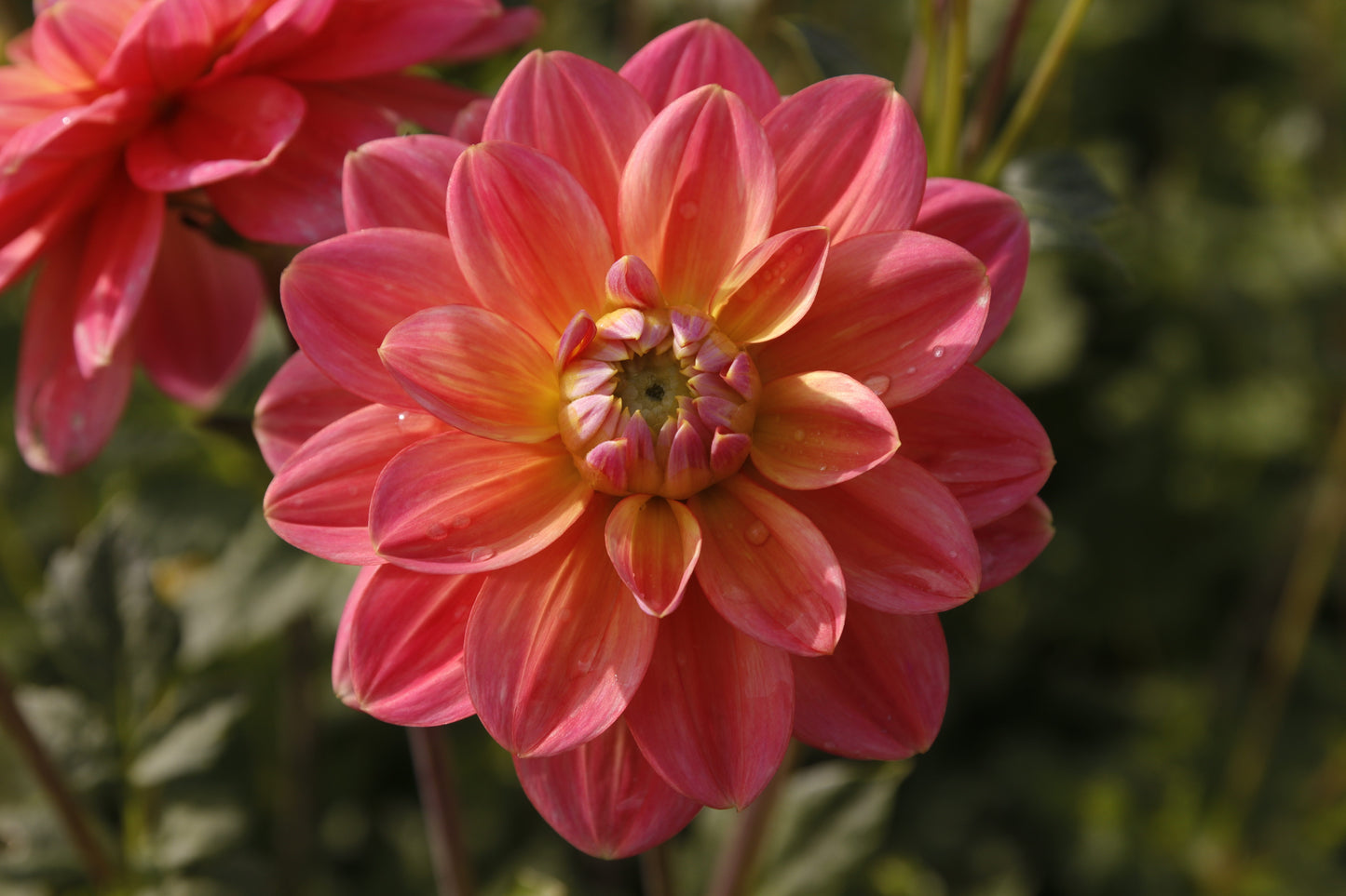 Dahlia 'Morning Glory'