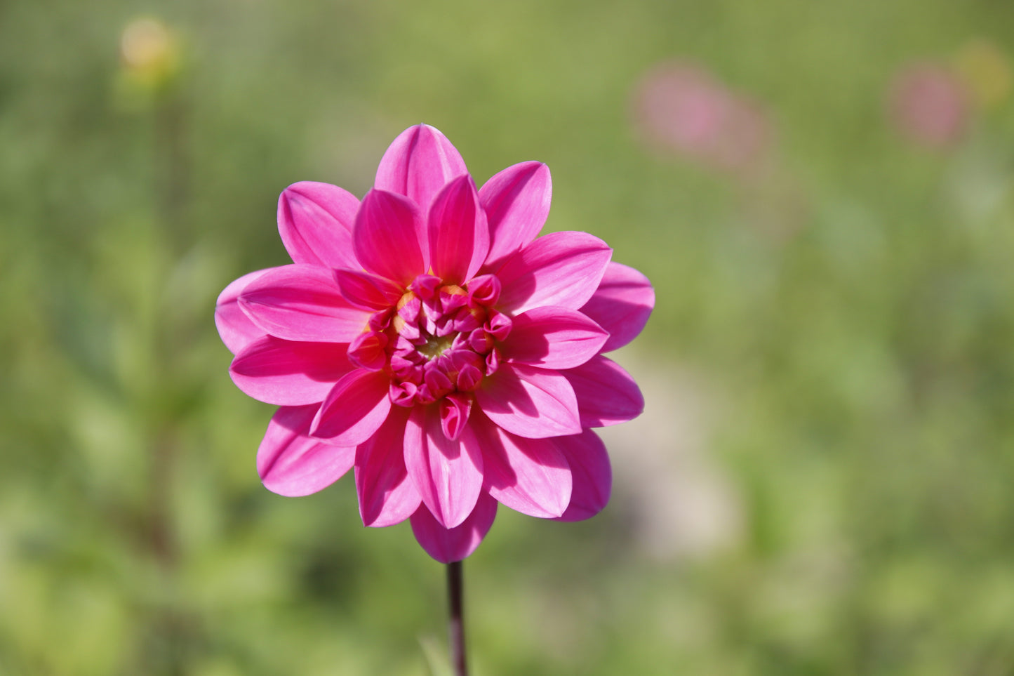Dahlia 'Onesta'