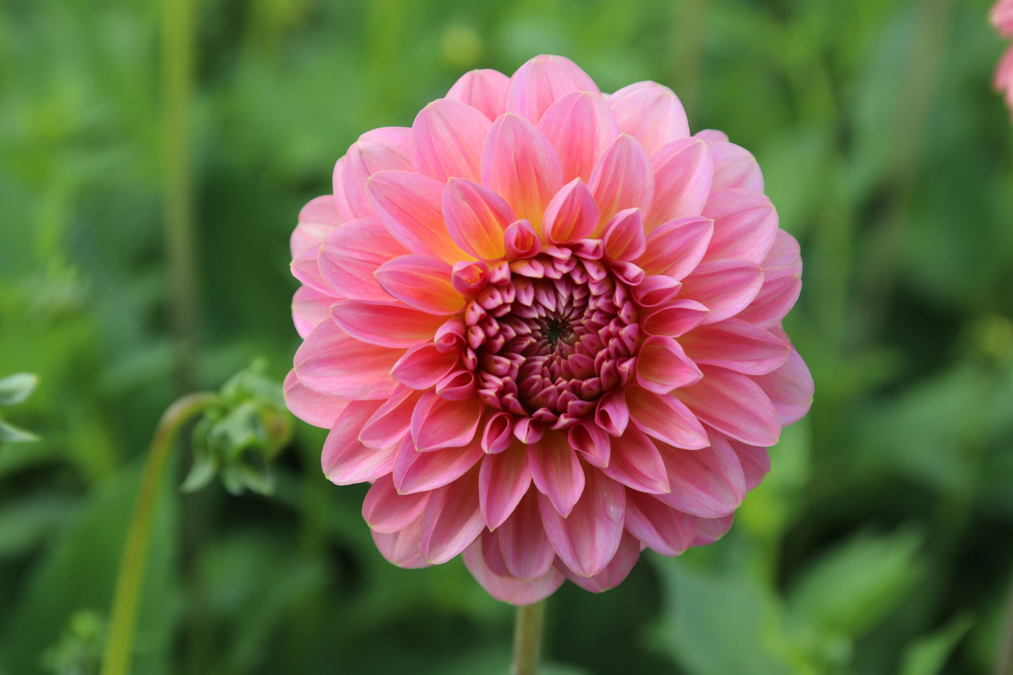 Dahlia 'Pink Runner'