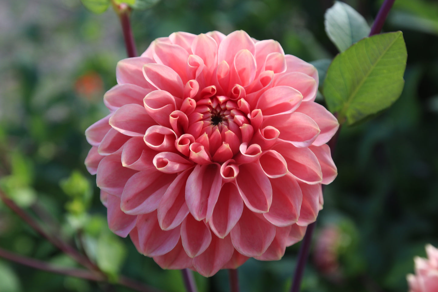 Dahlia 'Romance