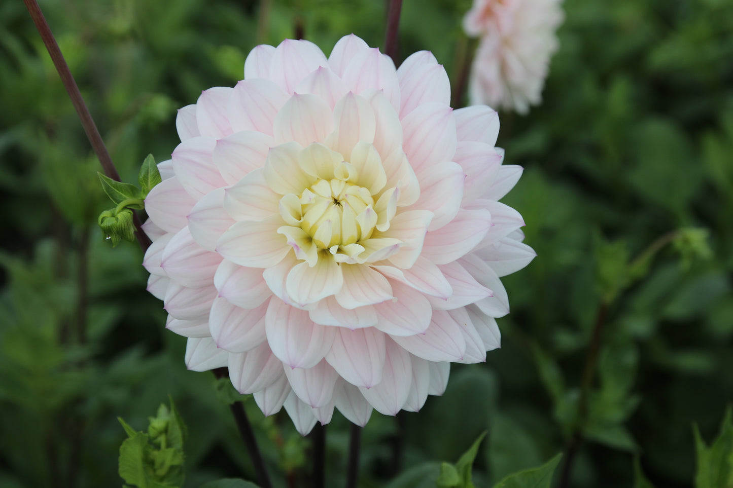 Dahlia 'Silver Years'