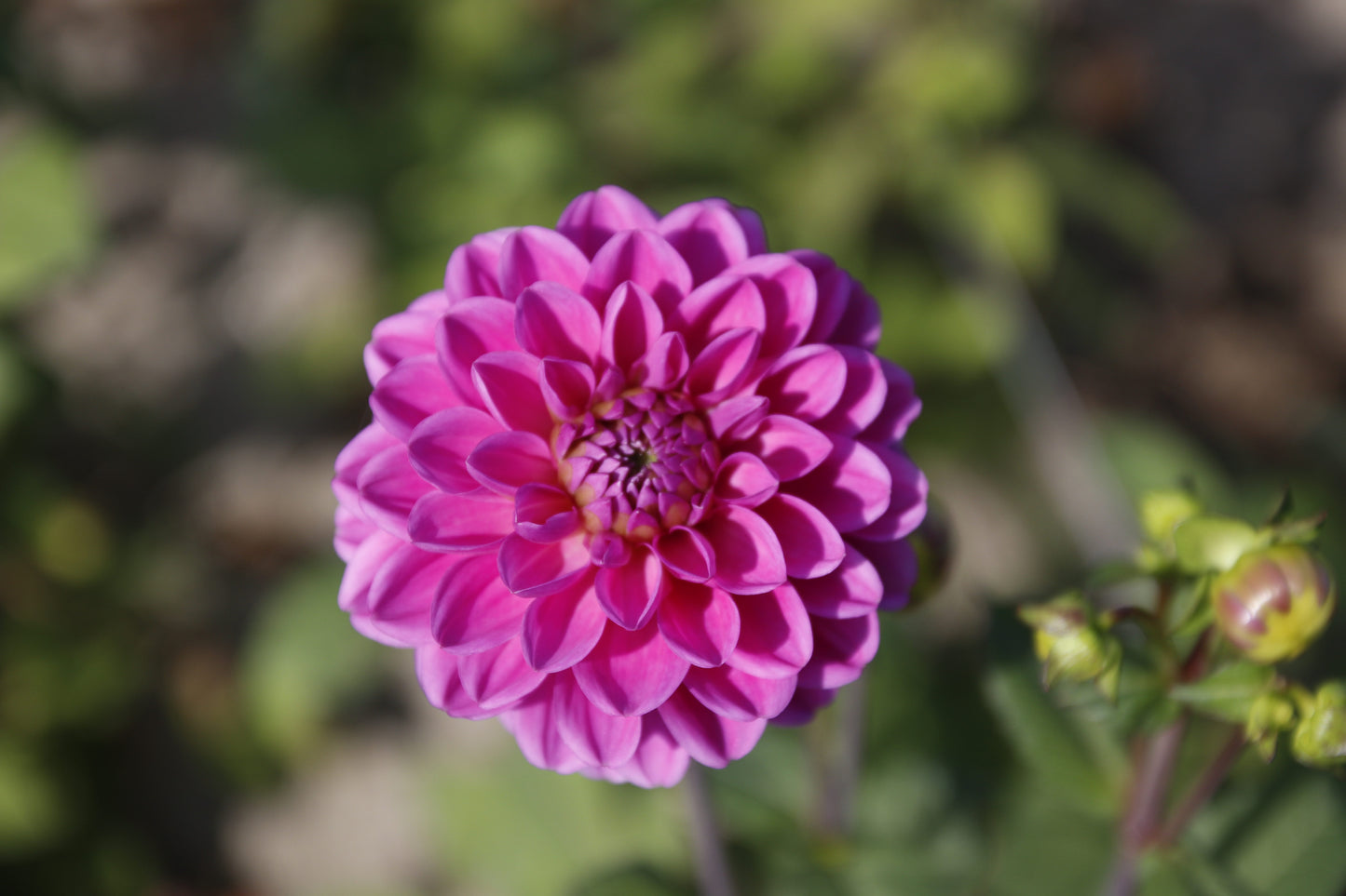 Dahlia 'Stolze Von Berlin'