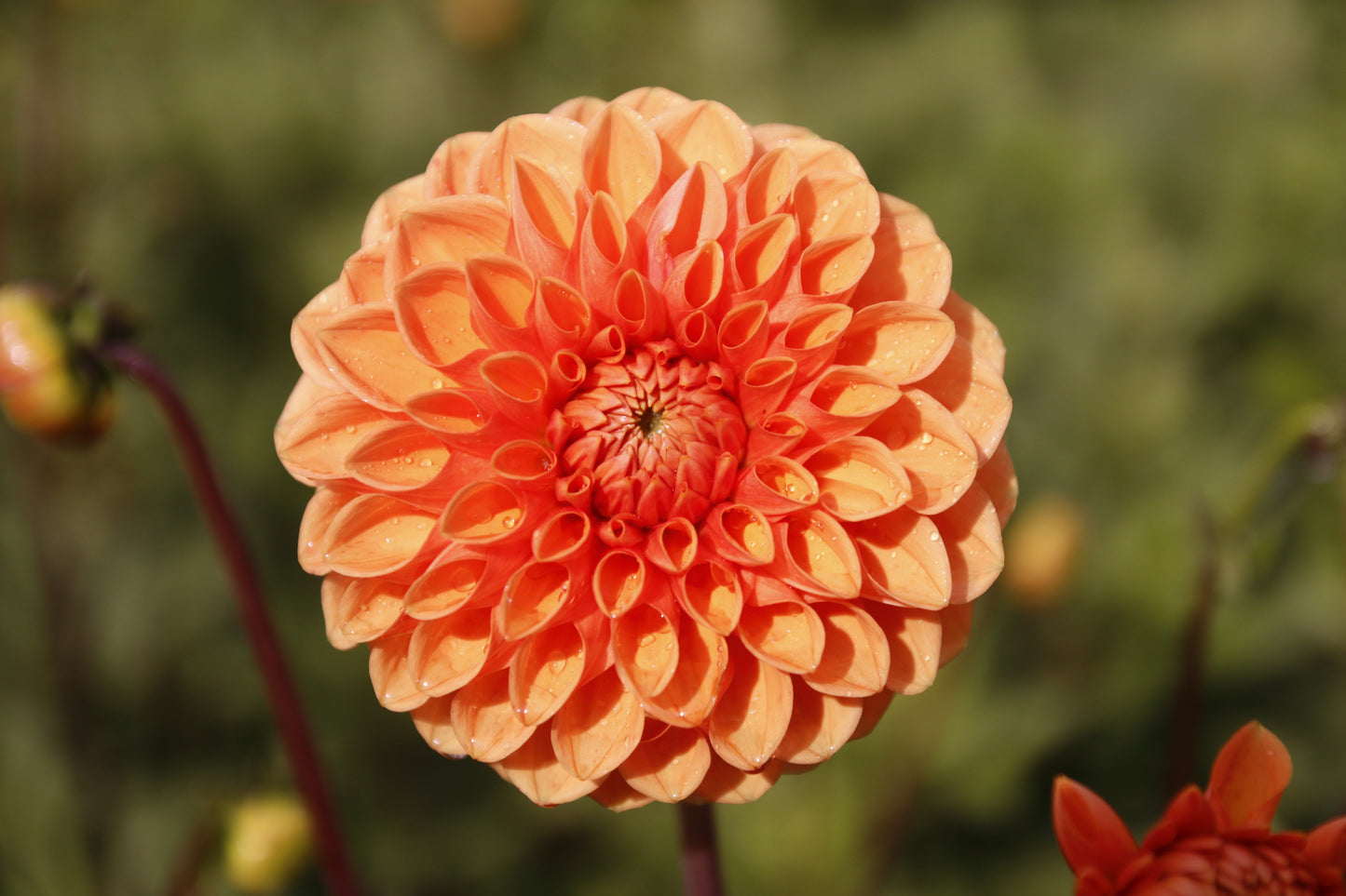 Dahlia 'Sylvia'