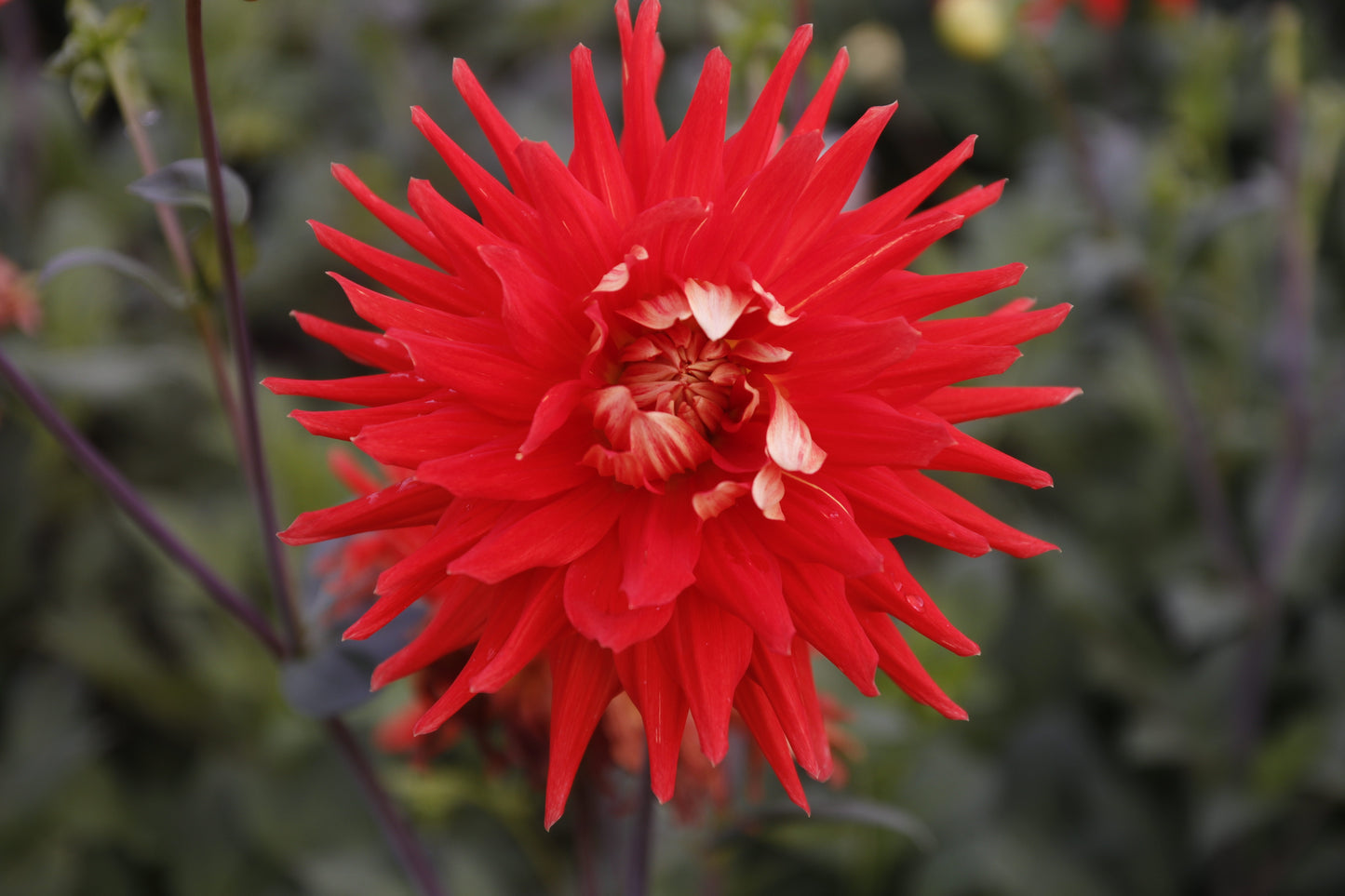 Dahlia 'Vulcan'
