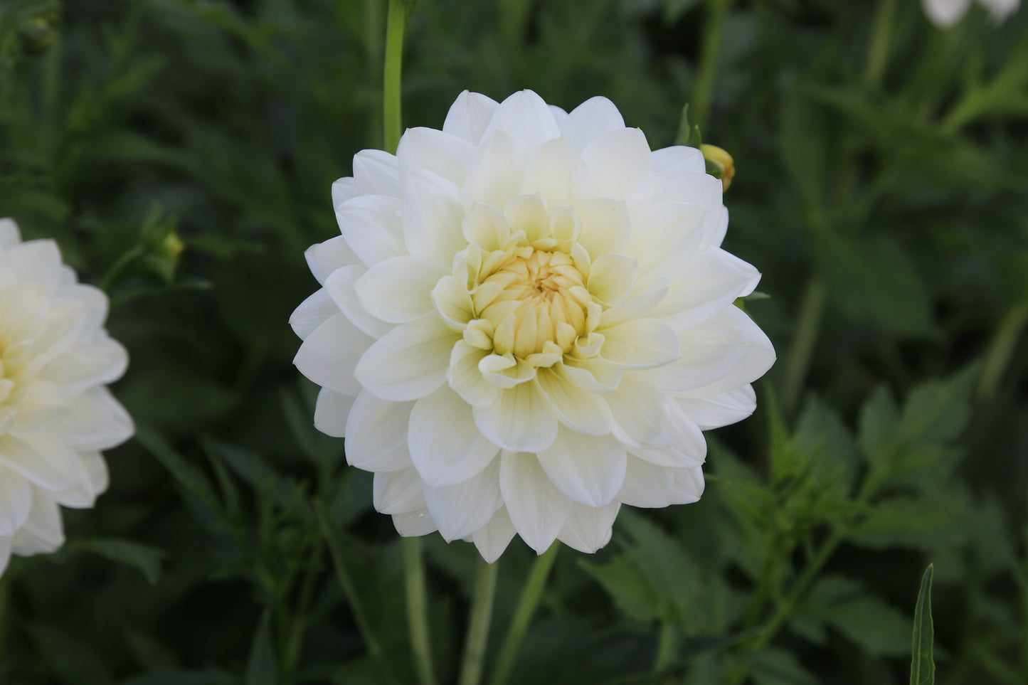 Dahlia 'White Cream"