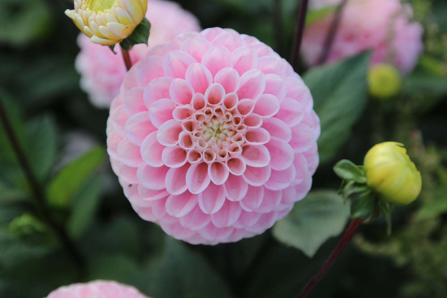Dahlia 'Wizard of Oz'