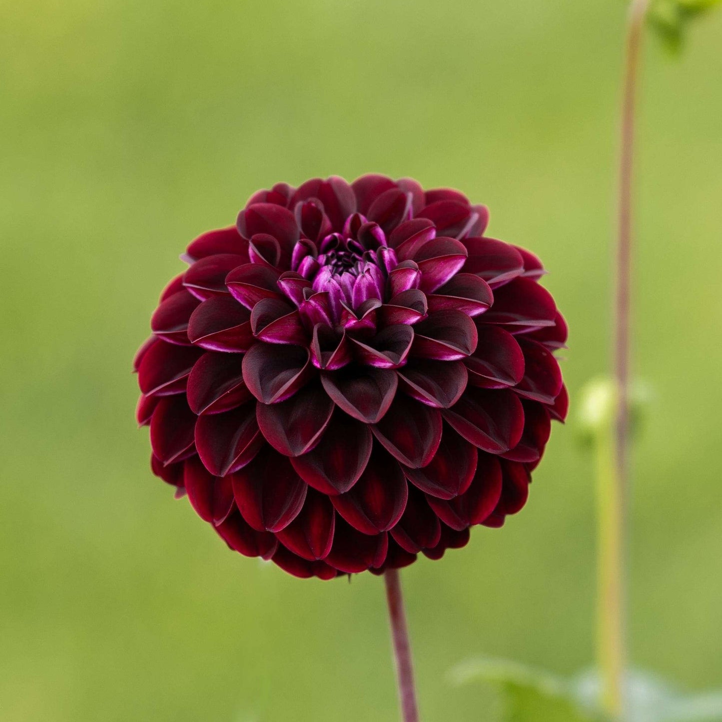 Dahlia 'Dark Spirit'
