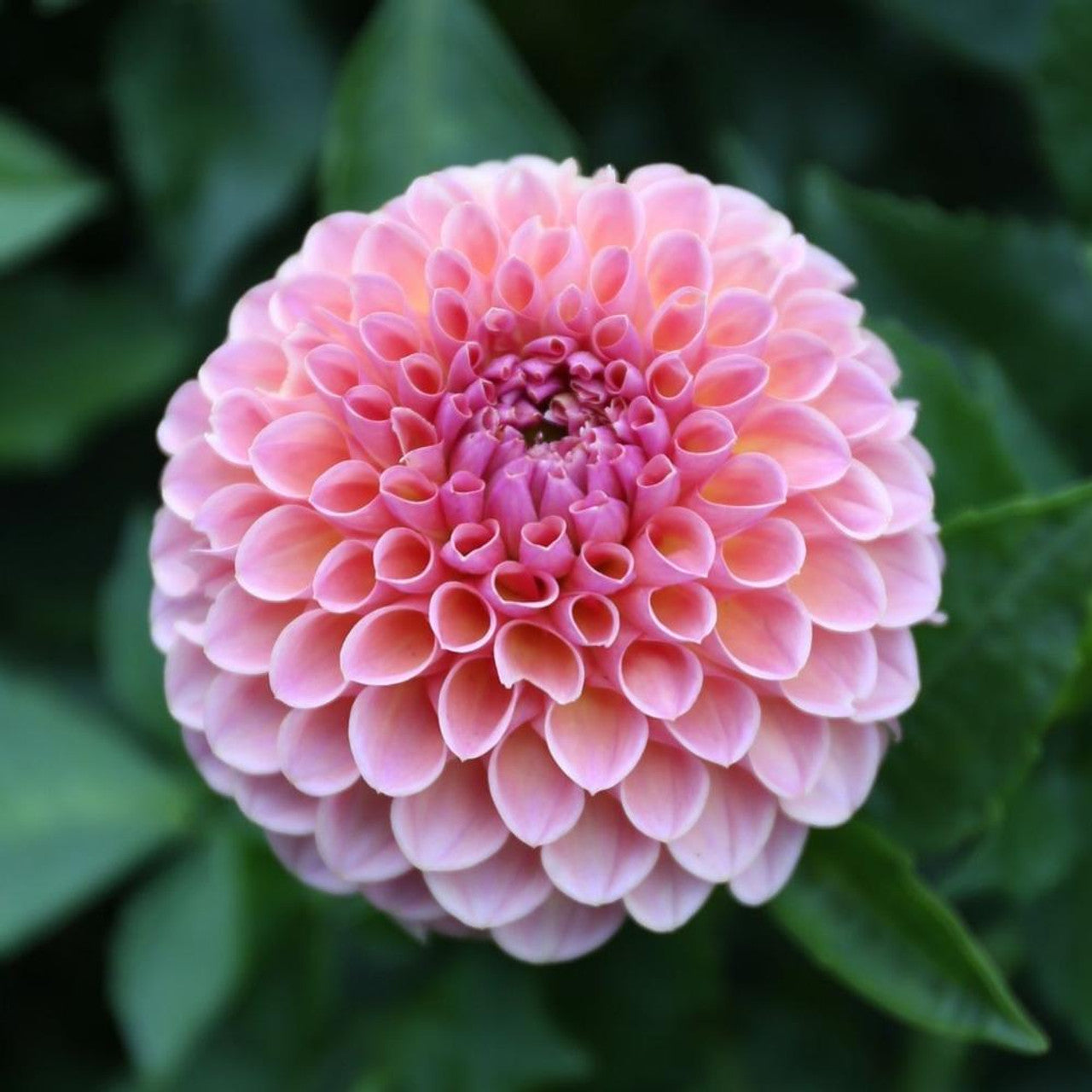 Dahlia 'Linda's Baby'