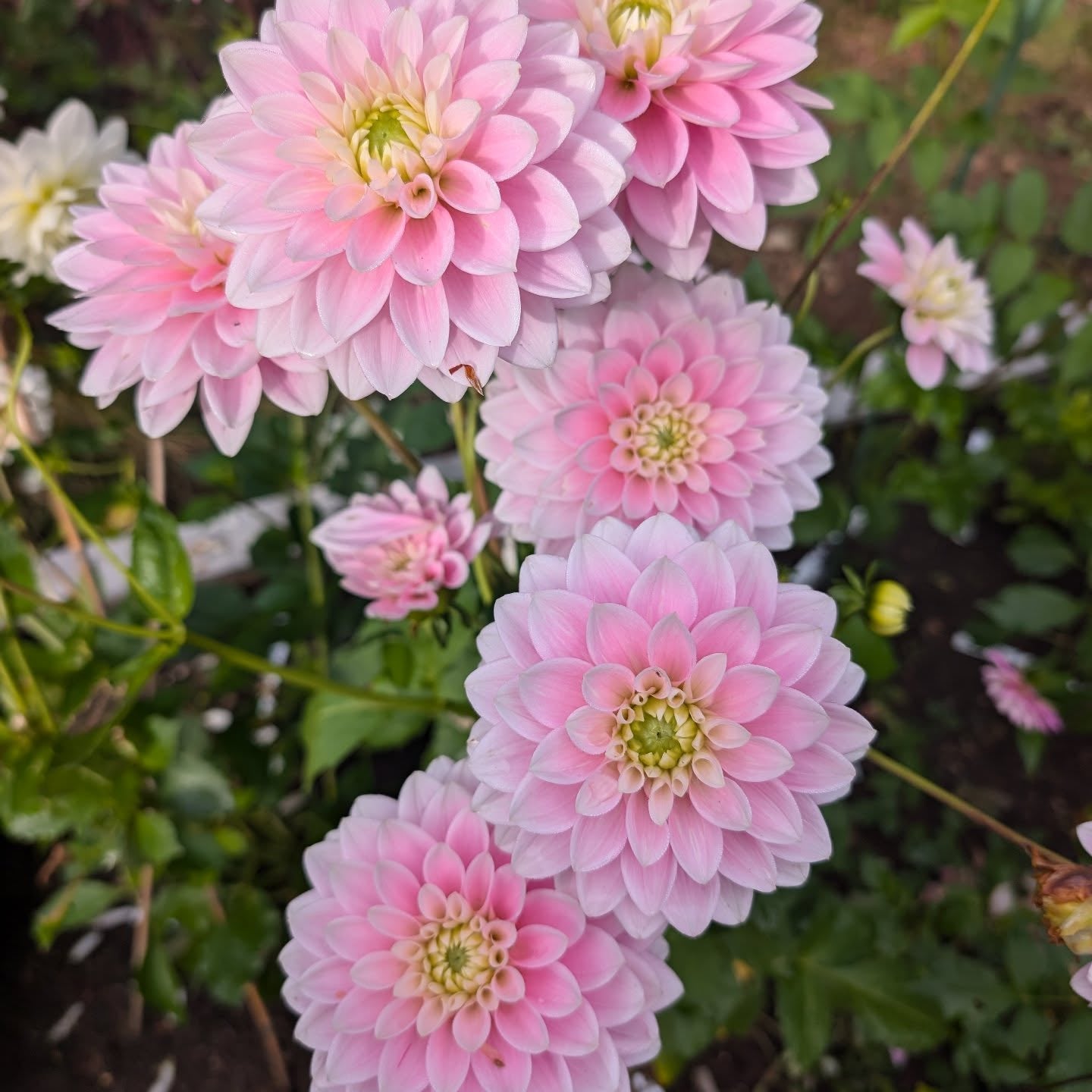 Dahlia 'Pink Delight'