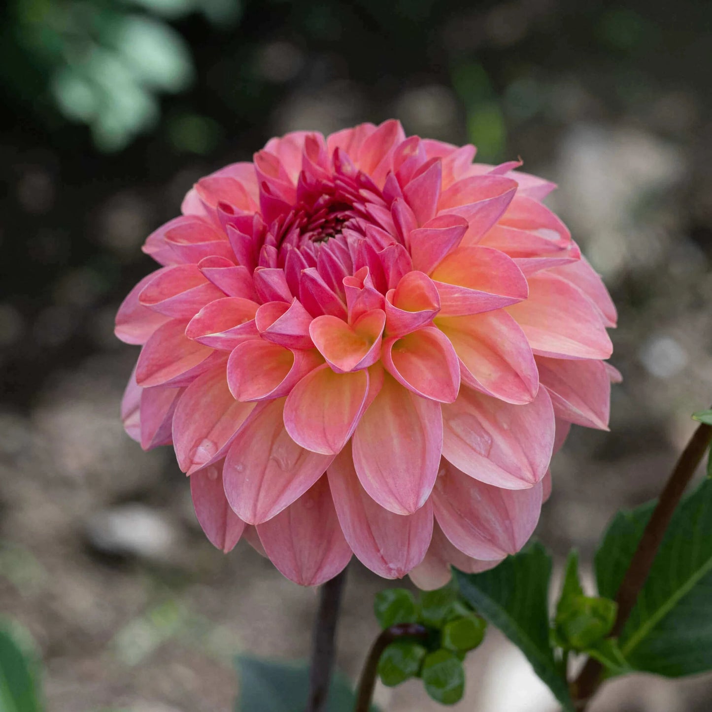 Dahlia 'Sebastian'