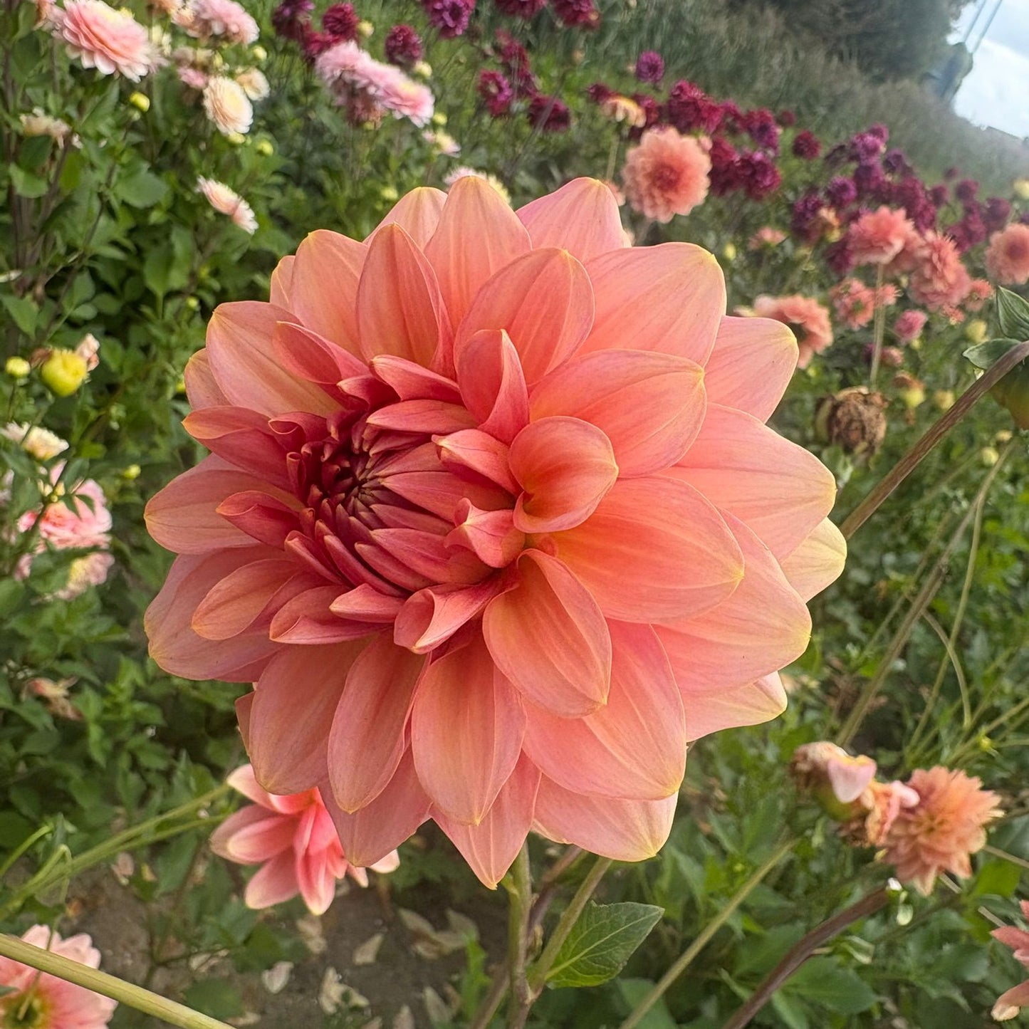 Dahlia 'Dolce Eva'