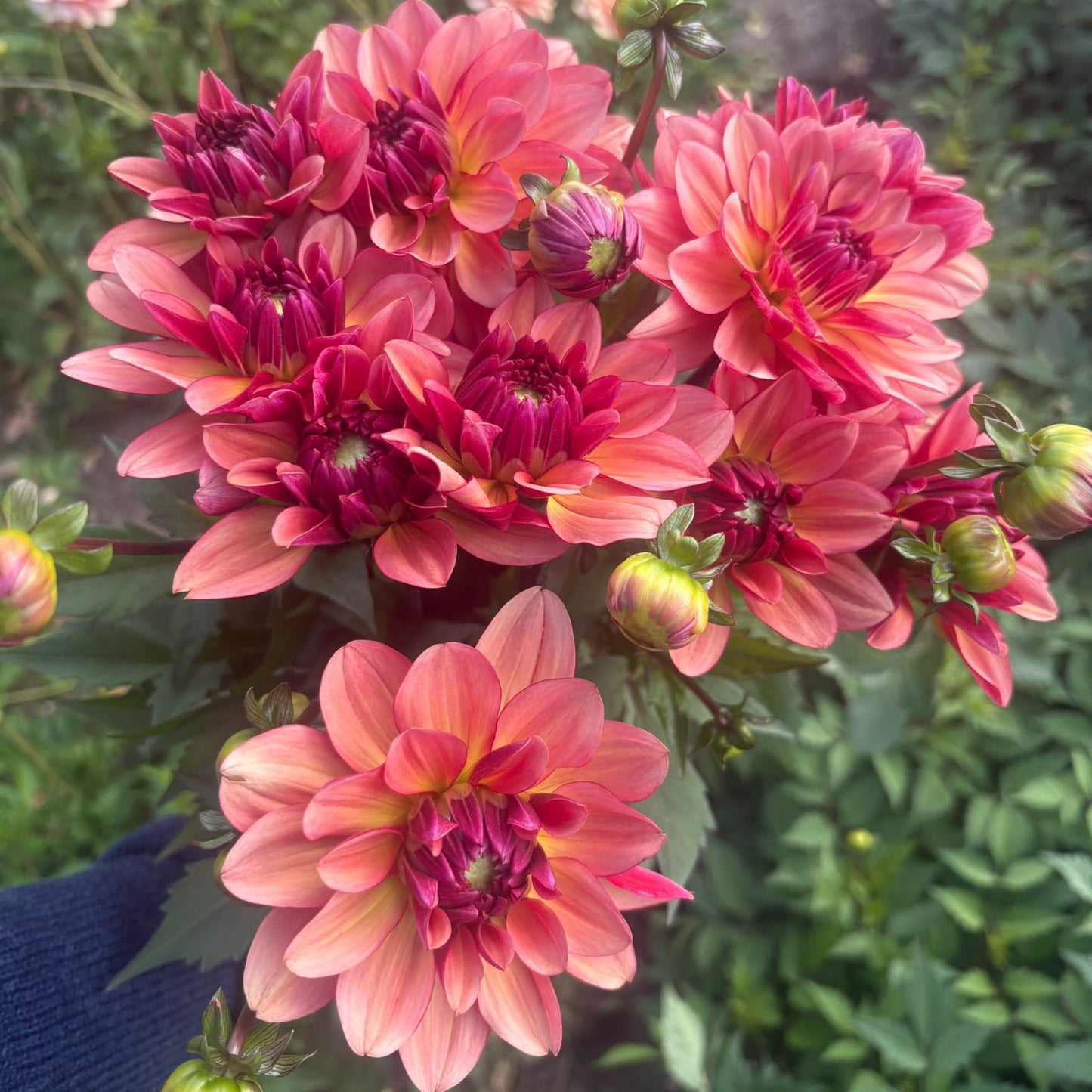 Dahlia 'Dolce Vera'
