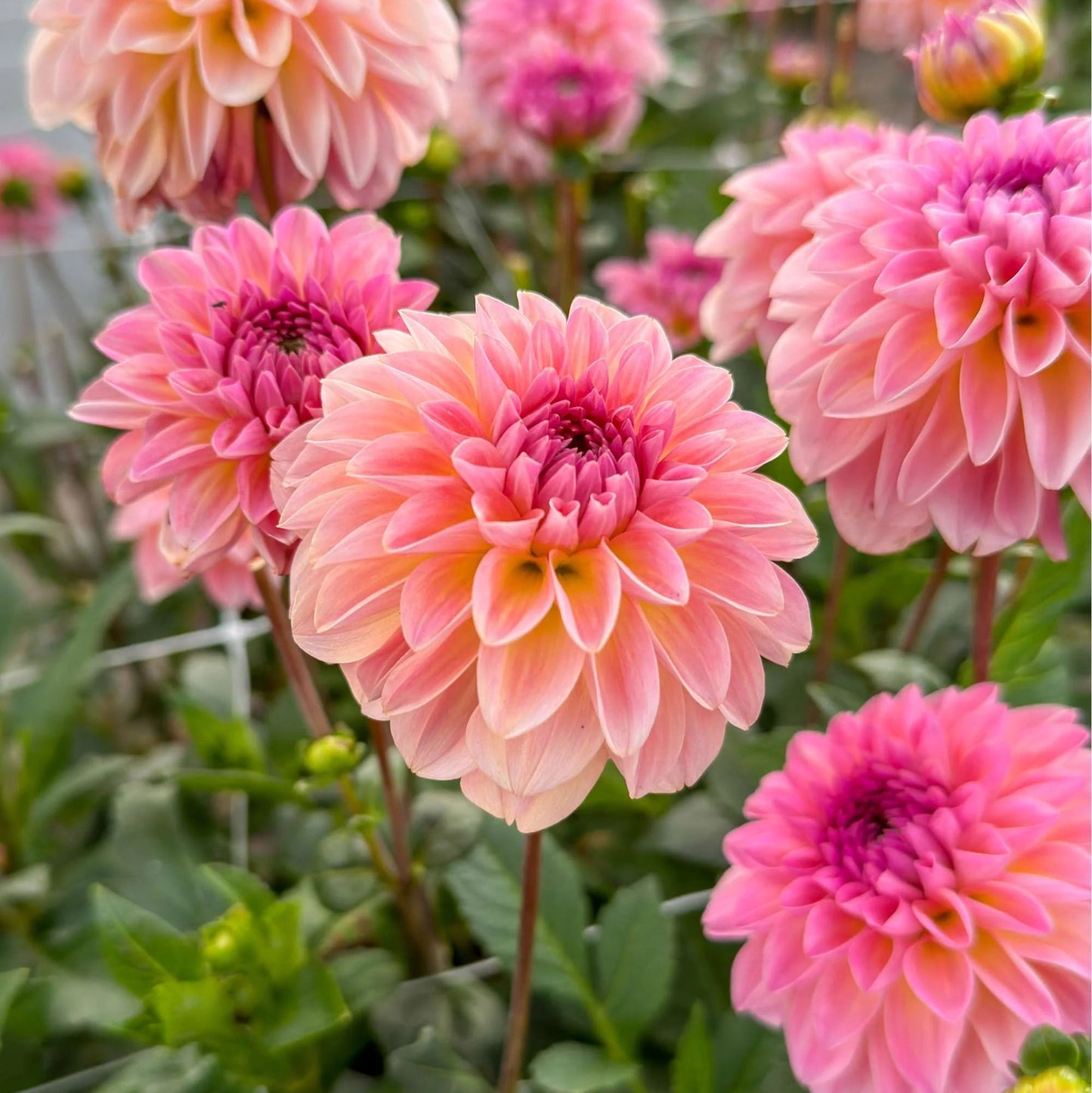 Dahlia 'Esli'