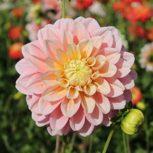 Dahlia 'Giovanna'
