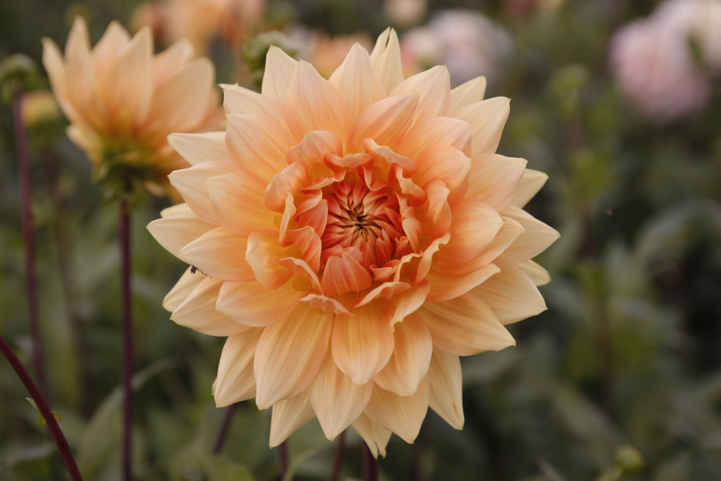 Dahlia 'Noordwijk Glory'