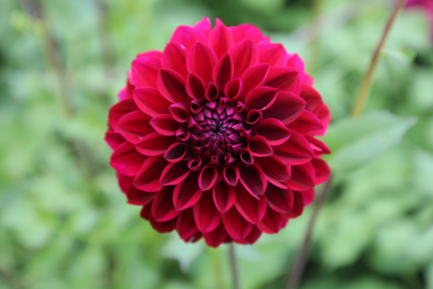 Dahlia 'Red Viper'