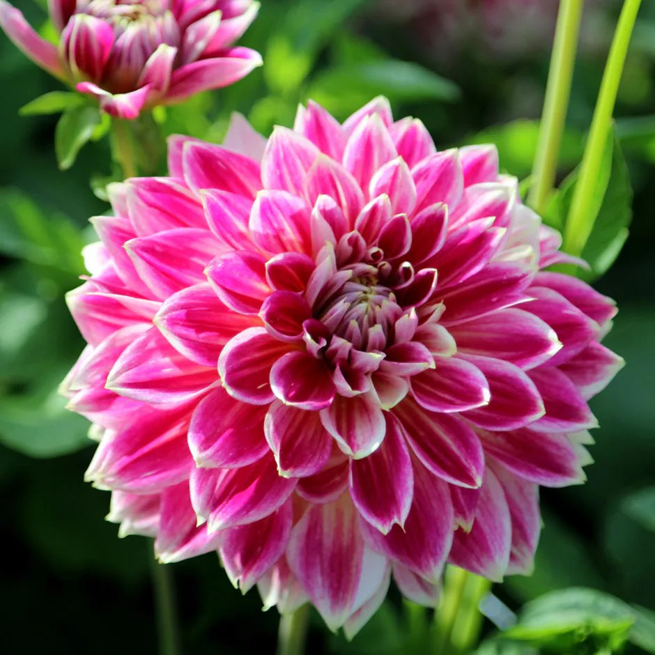 Dahlia 'Temple of Beauty'