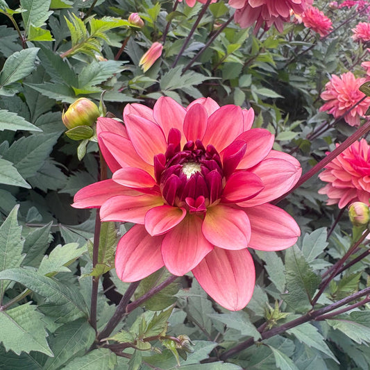 Dahlia 'Dolce Vera'