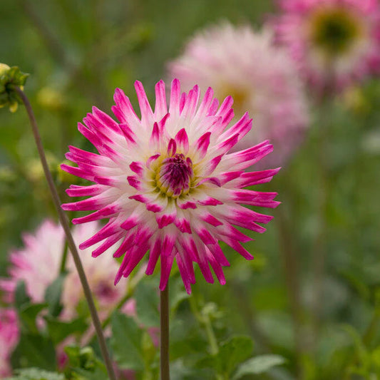 Dahlia 'Hailey Jane'