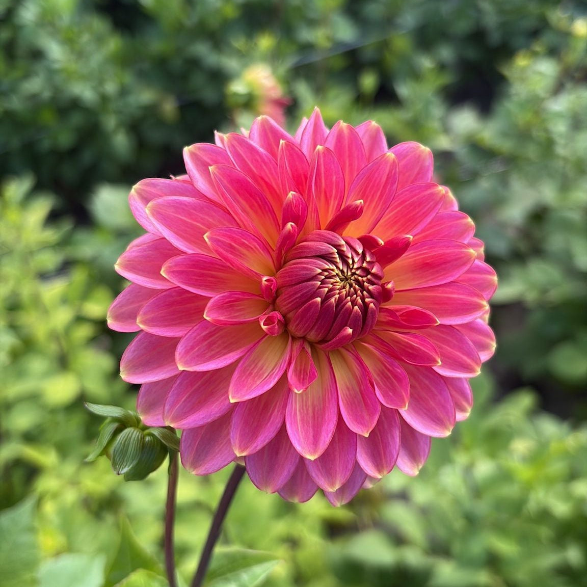 Dahlia 'Rina Bredie'