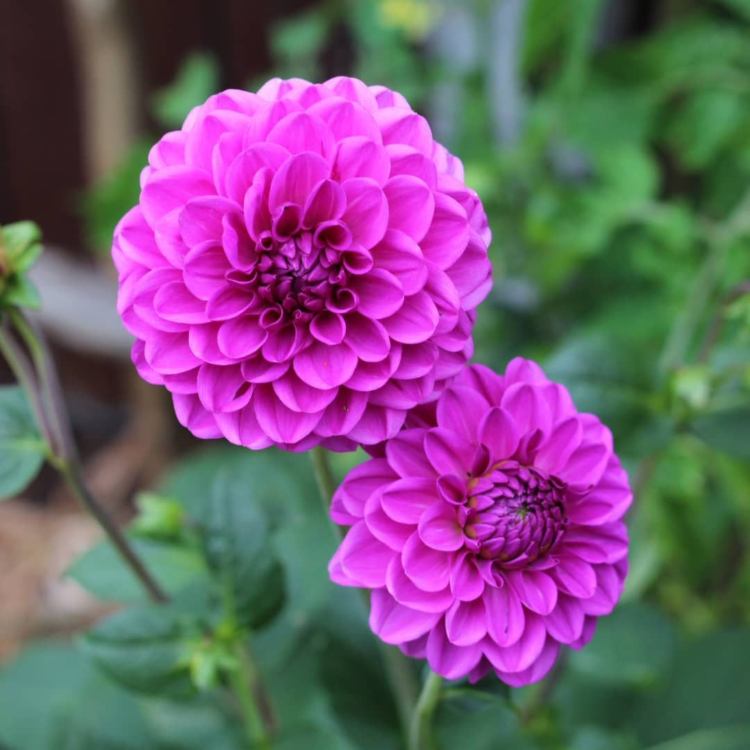 Dahlia 'Stratos'