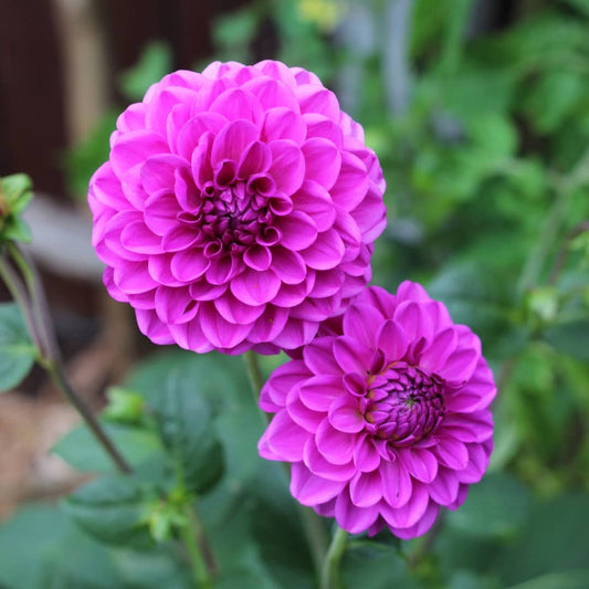 Dahlia 'Stratos'
