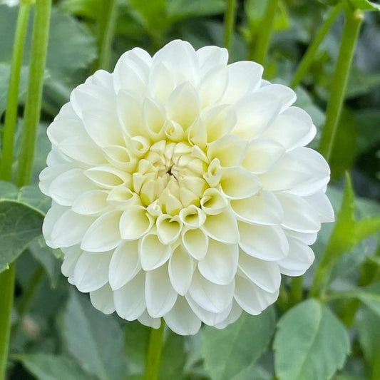 Dahlia 'White Aster'