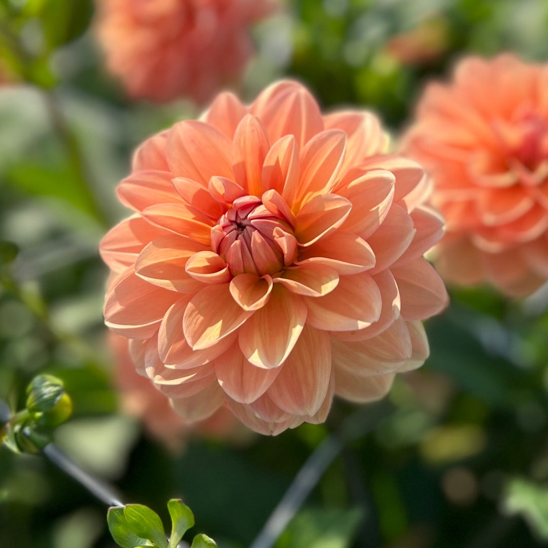 Dahlia 'Yelno Harmony'